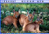 Chiffres cachés et animaux de la savane